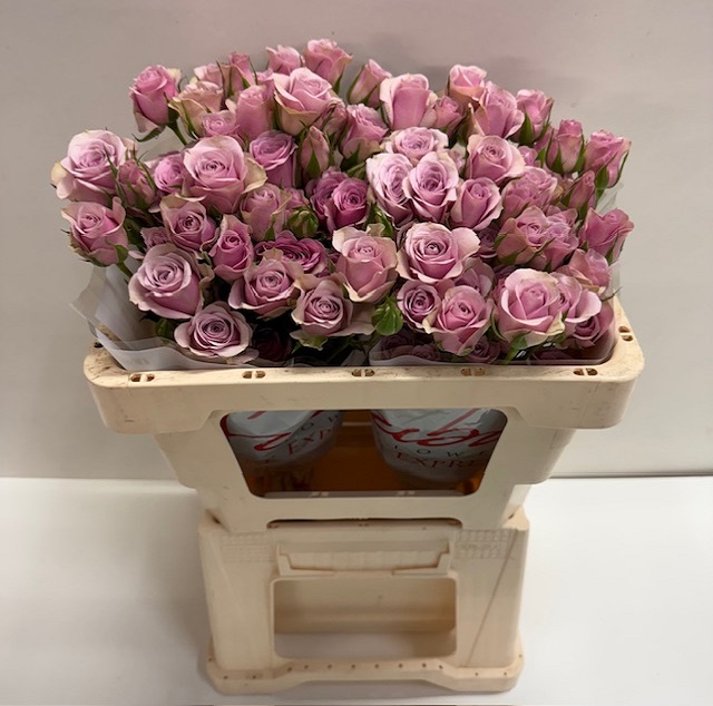 Rosa tros leila SB.jpg